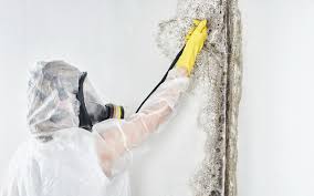 Best Water Damage & Mold Remediation  in Mount Union, PA